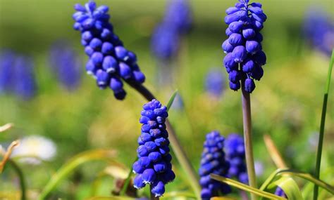 Costco business delivery can only accept orders for this item from retailers holding a costco business membership with a valid tobacco resale license on file. Blue Flower Bulbs (40-Pack) | Groupon Goods
