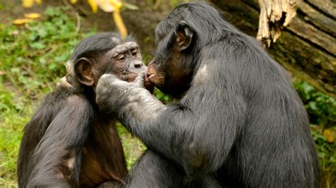Bonobos Matriarchat Und Sex F R Den Frieden Wwf Blog