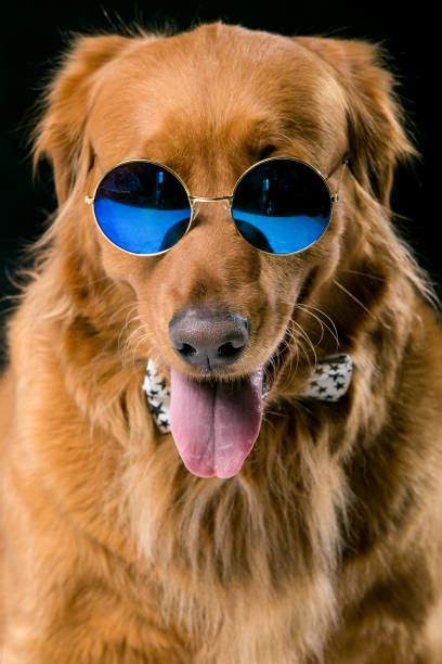 Best Golden Retriever Puppy Wearing Glasses Stock Photos Pictures