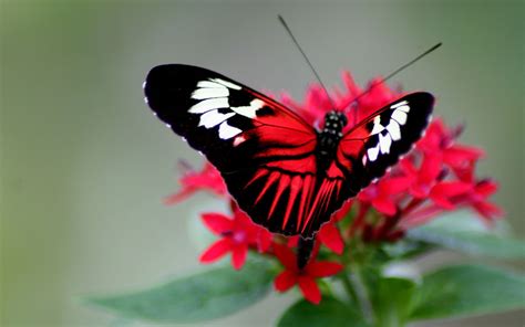 Red Butterfly Wallpaper 65 Images