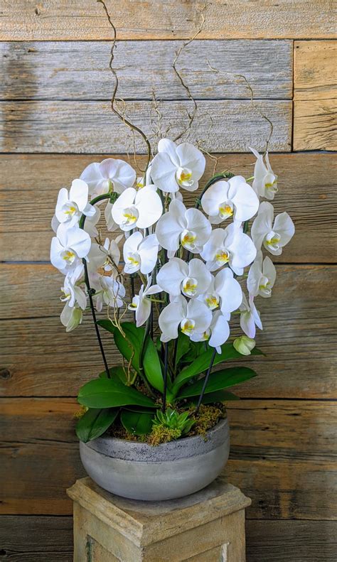 Magnificent Phalaenopsis Orchid Planter Percy Waters Florist