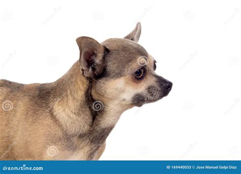 Funny Brown Chihuahua With Big Ears Stock Image Image Of Indoors