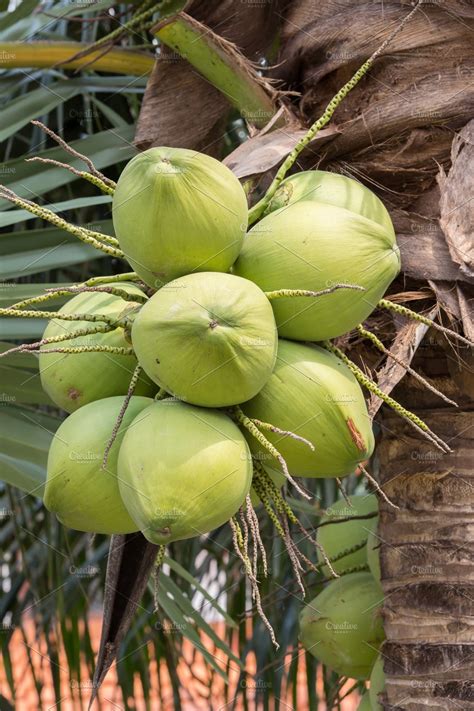 Bunch Of Coconuts On Tree Stock Photo Containing Agriculture And Asia