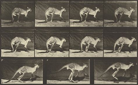 Animal Locomotion Photograph By Eadweard J Muybridge Fine Art America