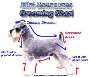 Mini Schnauzer Grooming Tips For Pets Miniature Schnauzer Australia