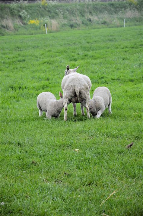 Lamb Free Stock Photo Public Domain Pictures