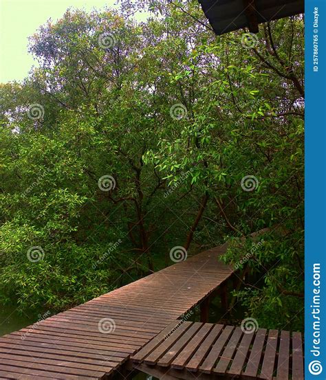 Hutan Laut Mangrove Editorial Image Image Of Hijau 257860765