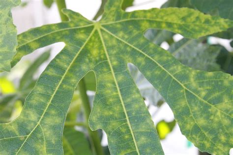 Fig Leaf Spots Living In Monrovia Flickr