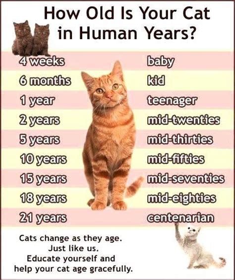 But it's a seemingly short phase; Top 1 Of: Cat Years Chart - The Truth About It!