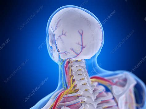 Head Anatomy Illustration Stock Image F0295294 Science Photo