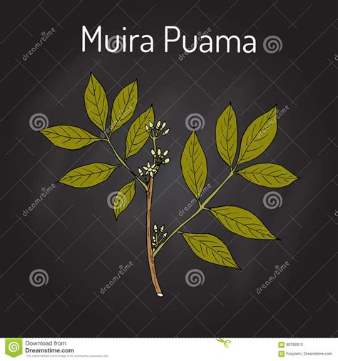 Muira Puama Ptychopetalum Olacoides Or Potency Wood Medicinal Plant