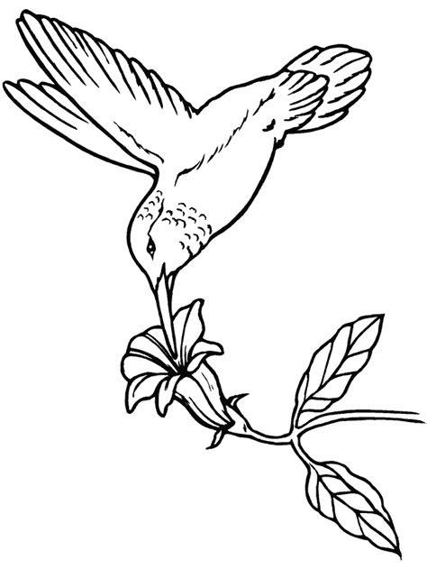 birds hummingbird animals coloring pages coloring book