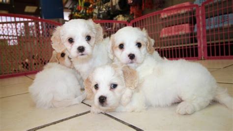 In addition, to our cavachon puppies on this website, we also recommend cavapoos r us, founded by our daughter, grace akins. Cheerful Cavachon Puppies For Sale, Georgia Local Breeders ...