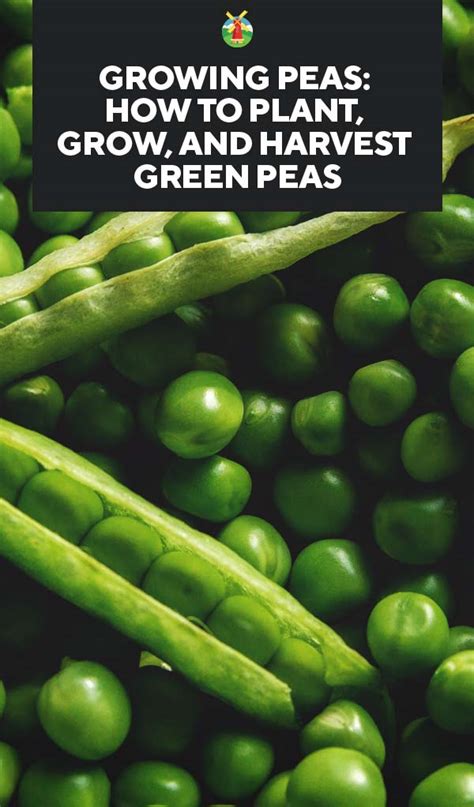 Growing Peas How To Plant Grow And Harvest Green Peas