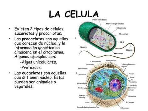 La Celula Y Los Organismos Mas Sencillos Ppt
