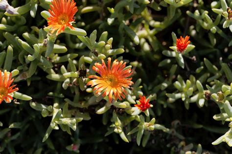How To Grow And Care For Ice Plant