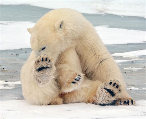 Polar Bear On The Tundra Photograph By Michelle Halsey