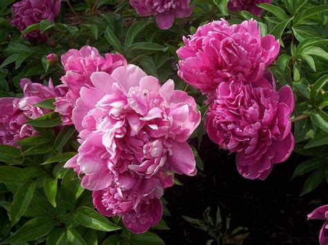 In other words, don't wait for them to flower (even though they are gorgeous when they start to flower). Propagating Peony Plants - How To Divide Peonies