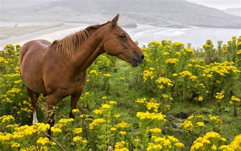 Horse In A Field Of Yellow Flowers Stock Image Image Of Color Show
