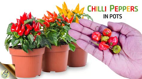 10 Tips To Growing Chilli Peppers In Pots Gkvks Gardening Tips And