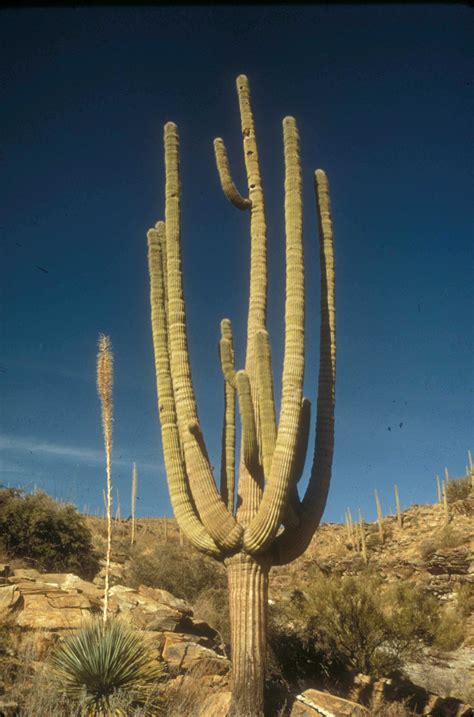 What To Know Before You Visit - Saguaro National Park (U.S. National ...