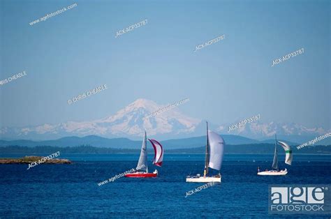 Sailboats With Spinnakers From Royal Victoria Yacht Club And Mt Baker