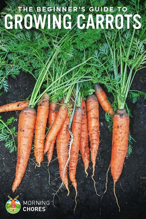 Growing Carrots The Beginners Guide To Raising An Amazing Crop Of