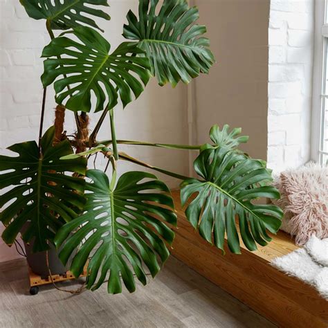 How Fast Do Monsteras Grow Indoors Monstera Plant Resource