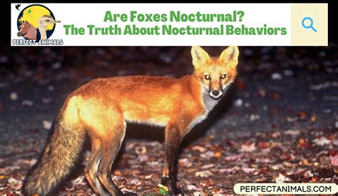 Are Foxes Nocturnal The Truth About Nocturnal Behaviors