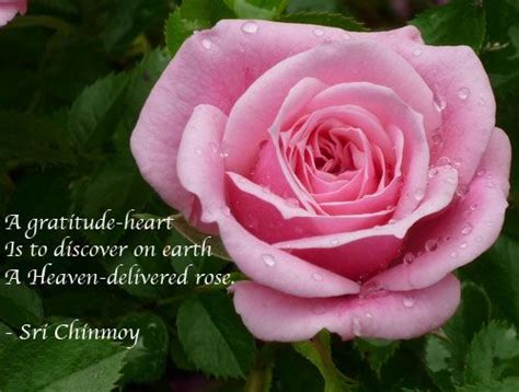 Quotes By Sri Chinmoy Sri Chinmoy Centre Flower Photos Rose Flowers