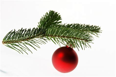 Free Images Branch Christmas Tree Twig Deco Conifer Christmas
