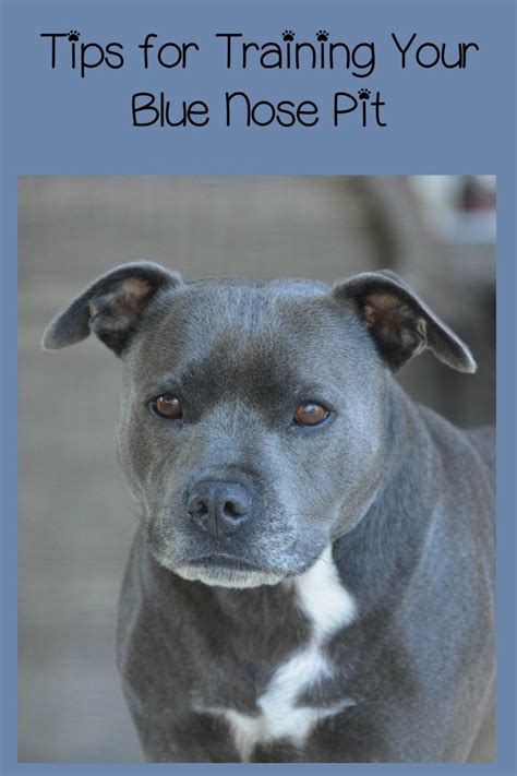 This breed of dog is one of the most intelligent one. Pitbull Puppy Training Tips: The Blue Nose Pit - DogVills