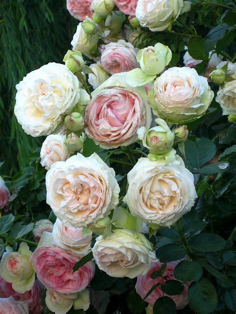 Lucys Garden Antique Roses And Edible Blooms