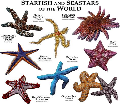 Starfish And Seastars Of The World Photograph By Roger Hall Fine Art