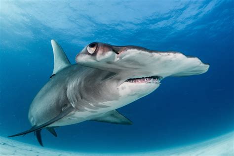 Great Hammerhead Shark Freediving In United Arab Emirates Courses