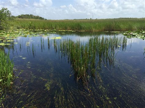 Floridas Natural Filter Everglades National Park Wlrn