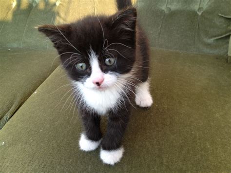 Cute Newborn Black And White Kittens