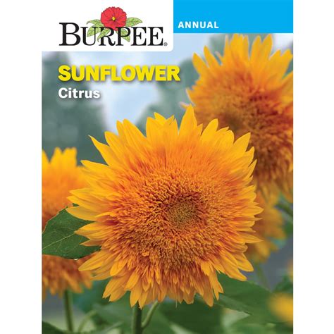 Burpee Citrus Sunflower Flower Seed 1 Pack