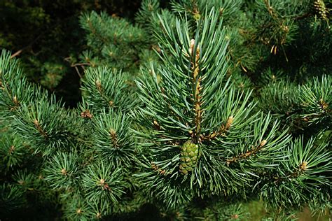 Most relevant best selling latest uploads. Free Images : nature, branch, light, summer, green, macro ...