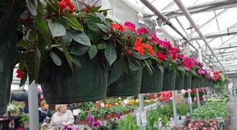 Garden Center And Wholesale Plants Wagners Greenhouses