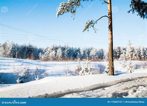 Pine Tree In A Field Full Of Snow And Winter Forest In The Background