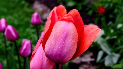 Beautiful Photo Of Tulip Desktop Wallpaper Of Flowers