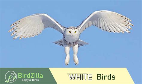 White Birds You Can See In The Wild 25 Specimen With Pictures