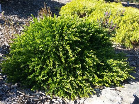 Acacia Howittii ‘honey Bun Wattle Gardening With Angus