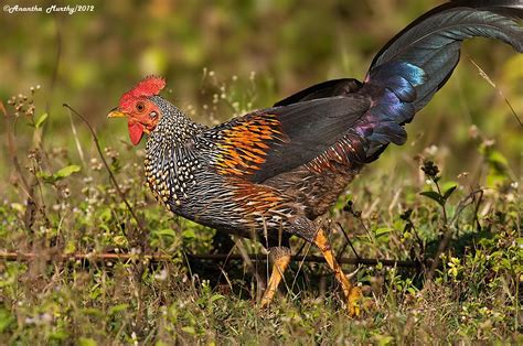 Top 25 Wild Bird Photographs Of The Week 32 National Geographic