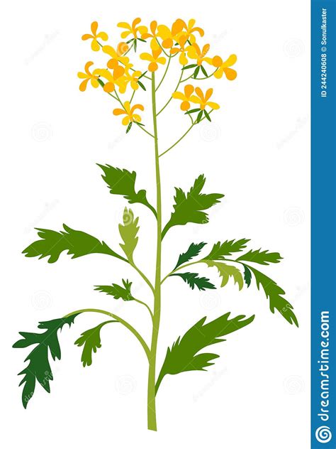 Mustard Flower In Blossom Blooming Plant Vector Stock Vector