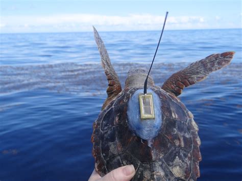 Tracking Turtles — Seabrook Island Turtle Patrol