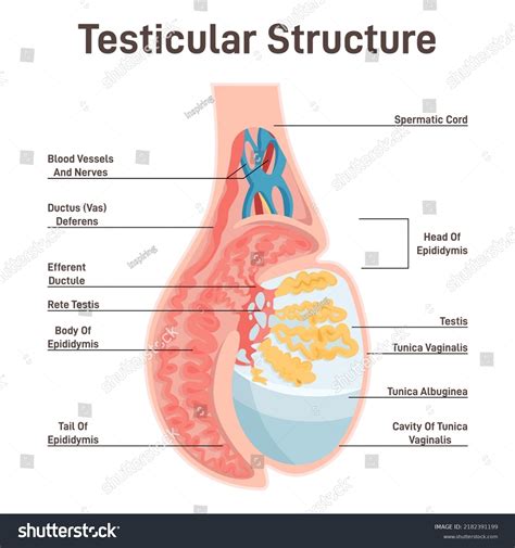 Sistema Reproductivo Masculino Anatom A Testicular Diagrama Vector De Stock Libre De