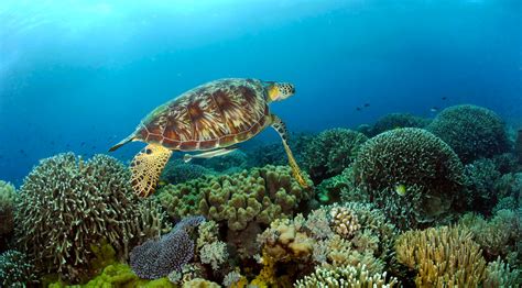 Tubbataha Reef Diving Original Diving