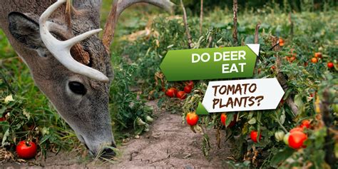 Do Deer Eat Tomato Plants Plus 4 Tips To Deter Them Grow Your Yard
